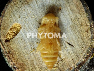 Trichoferus fasciculatus